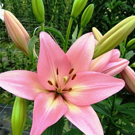 Лилия ла-гибрид Мозелле