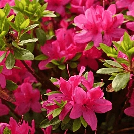 Рододендрон японский Geisha Rosa