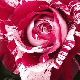 Роза чайно-гибридная Julio Iglesias