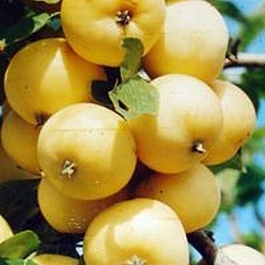 Яблоня Северянка