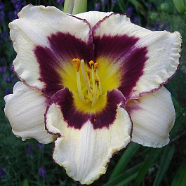 Лилейник гибридный Канадиан Бордер Петрол