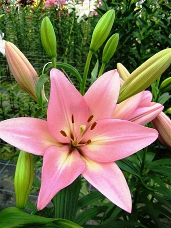 Лилия ла-гибрид Мозелле