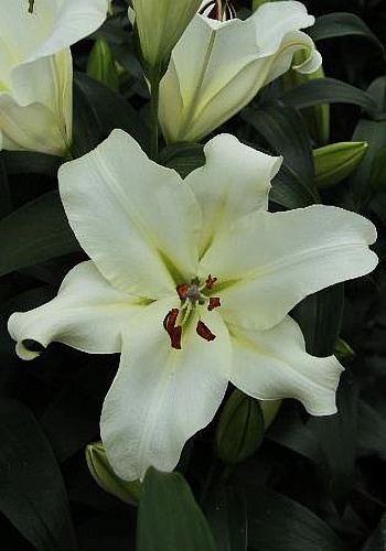 Лилия ОТ-гибрид Мотаун