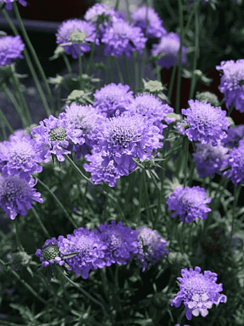 Скабиоза  японская Ritz Blue