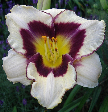 Лилейник гибридный Канадиан Бордер Петрол