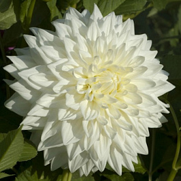 Георгина Декоративная Буллз Прайд