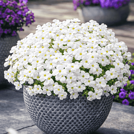 Аубриета Florado White