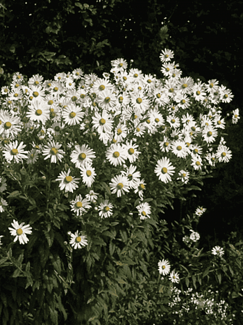 Нивяник поздний