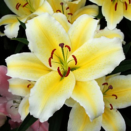 Лилия восточная Галапагос