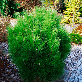 Сосна чёрная Rondello