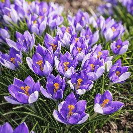 Крокус крупноцветковый Vanguard