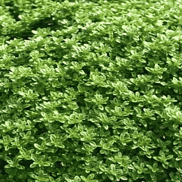 Тимьян лимоннопахнущий Viva Nova