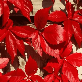 Виноград девичий пятилисточковый RedWall