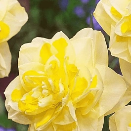 Нарцисс махровый Sweet Pomponette