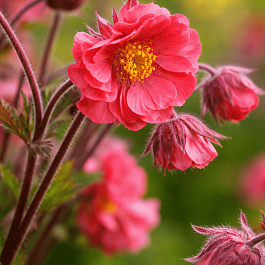 Гравилат чилийский Flames of Passion