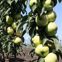 Яблоня колоновидная Икша Яблоня колоновидная Икша