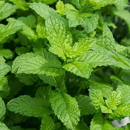 Мята Медовая сота