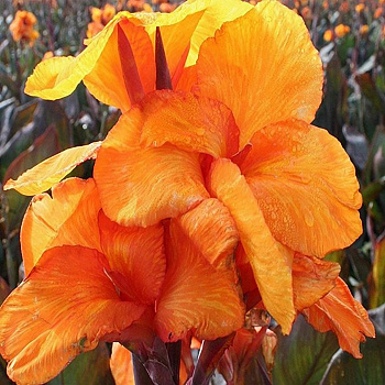 Канна коричневолистная Вайоминг