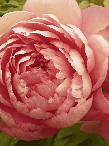 Пион ИТО Magical Mystery Tour