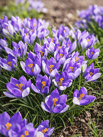 Крокус крупноцветковый Vanguard