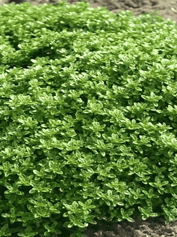 Тимьян лимоннопахнущий Viva Nova