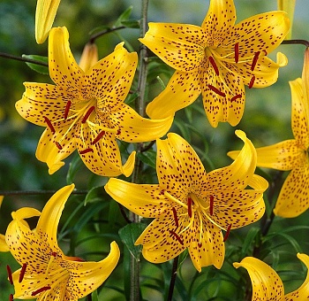 Лилия Citronella