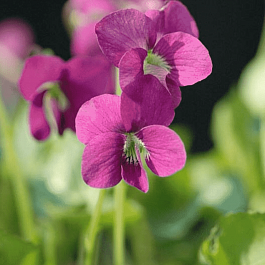 Виола мотыльковая Rubra
