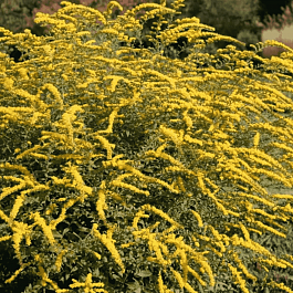 Солидаго гибридное Minissima