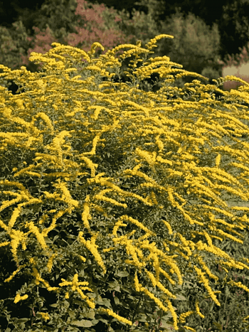 Солидаго гибридное Minissima