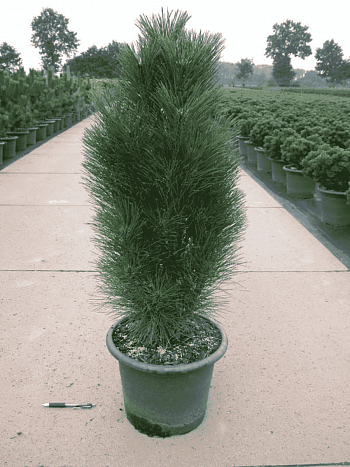 Сосна чёрная Green Tower