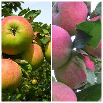 Дерево-сад (2-3х летка) яблоня 2 сорта Орловим-Мантет Дерево-сад (2-3х летка) яблоня 2 сорта Орловим-Мантет