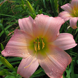 Лилейник гибридный Винсам Леди