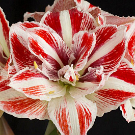 Амариллис махровый Брайт Нимф