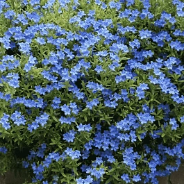 Литодора раскидистая Heavenly blue