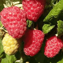 Малина обыкновенная Sokolica