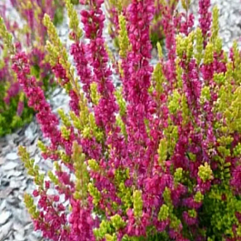 Вереск обыкновенный Athene