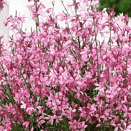 Гаура Линдхеймера