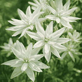 Камассия Лейхтлина Semiplena