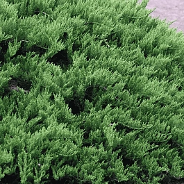 Можжевельник казацкий  Tamariscifolia