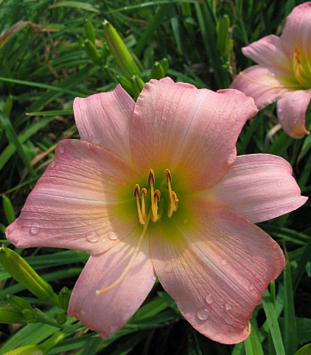 Лилейник гибридный Винсам Леди