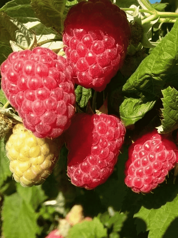 Малина обыкновенная Sokolica