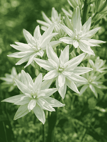 Камассия Лейхтлина Semiplena