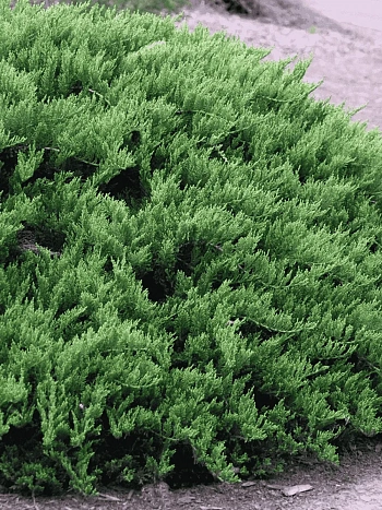 Можжевельник казацкий  Tamariscifolia