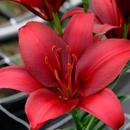 Лилия азиатская Навидад