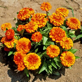 Цинния Тополино Бронз