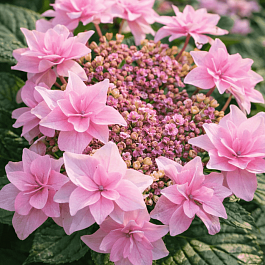 Гортензия крупнолистная Doppio Rosa