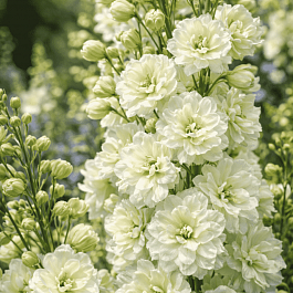 Дельфиниум высокий Green Twist