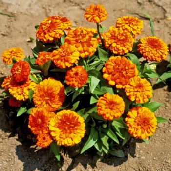 Цинния Тополино Бронз