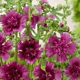 Мальва розовая Spring celebrities Purple