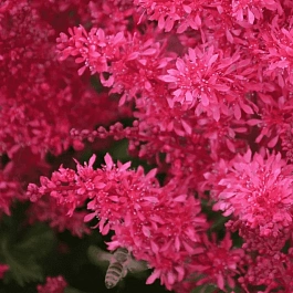 Астильба Арендса Heavy Metal